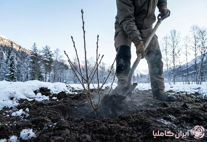 کاشت نهال در مناطق سردسیر در اواخر زمستان